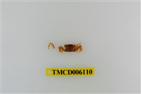 藏品(萬歲大眼蟹)的圖片